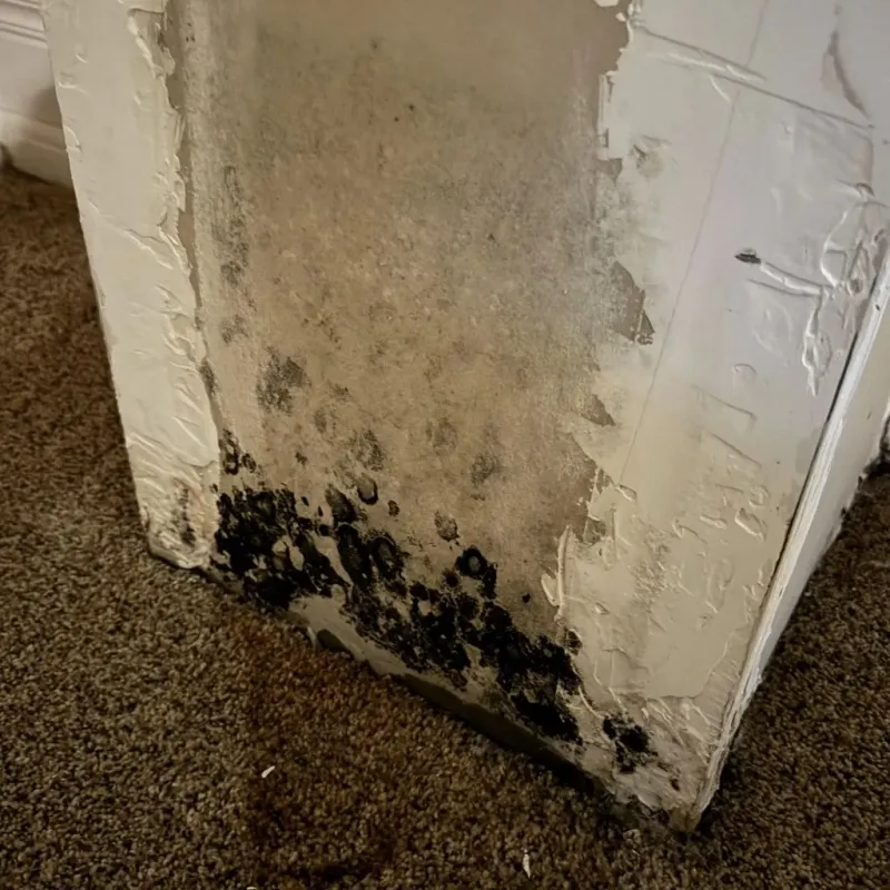 Professional Mold Removal in Mansfield Center, MA